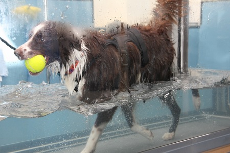 www.socialdogcat.com